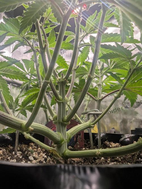 Glue 31 - Compound Genetics. Week 5