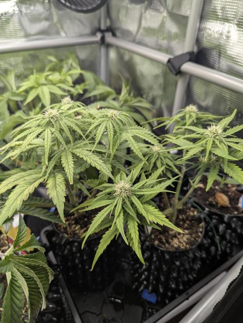 Micro Grow Q126. Week 5