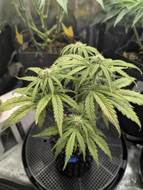 Micro Grow Q126. Week 5