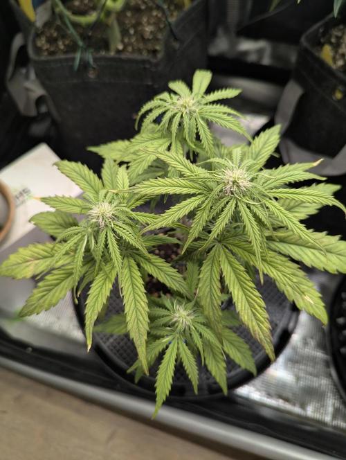 Micro Grow Q126. Week 5