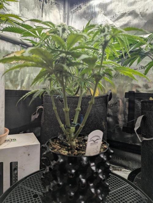Micro Grow Q126. Week 5