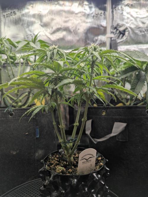 Micro Grow Q126. Week 5