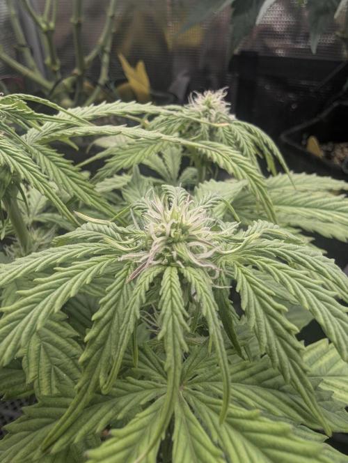 Micro Grow Q126. Week 5