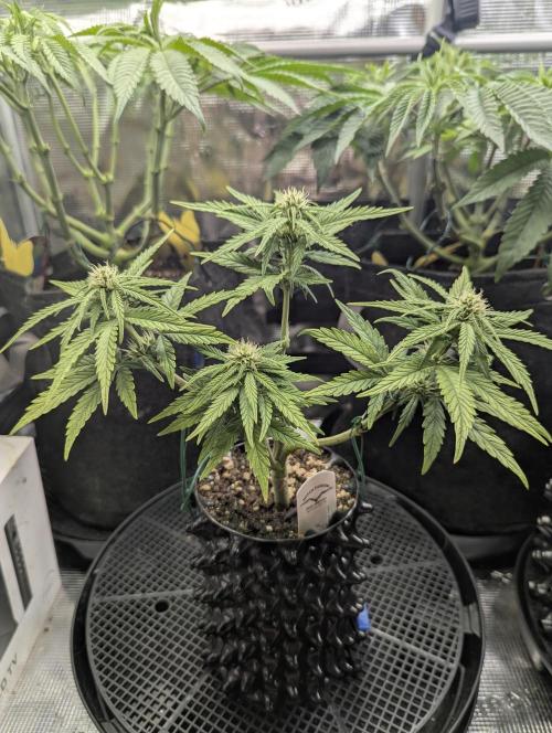 Micro Grow Q126. Week 5