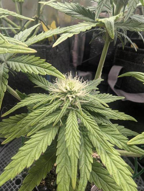 Micro Grow Q126. Week 5