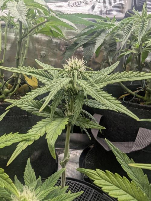 Micro Grow Q126. Week 5