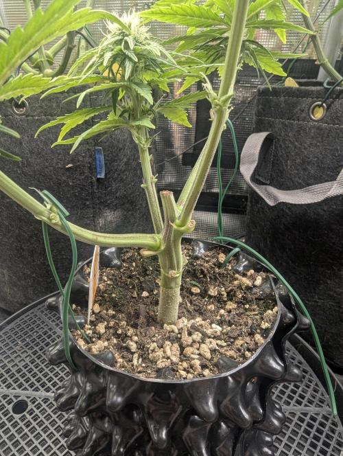 Micro Grow Q126. Week 5