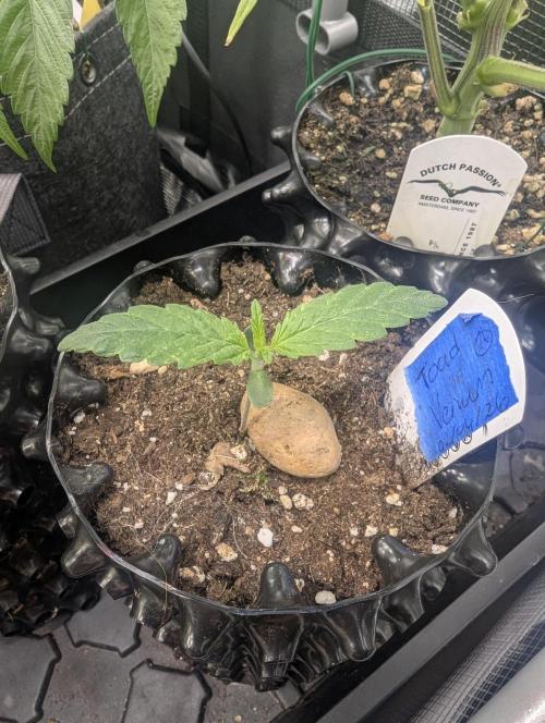 Toad Venum Auto - Growers Choice. Week 1