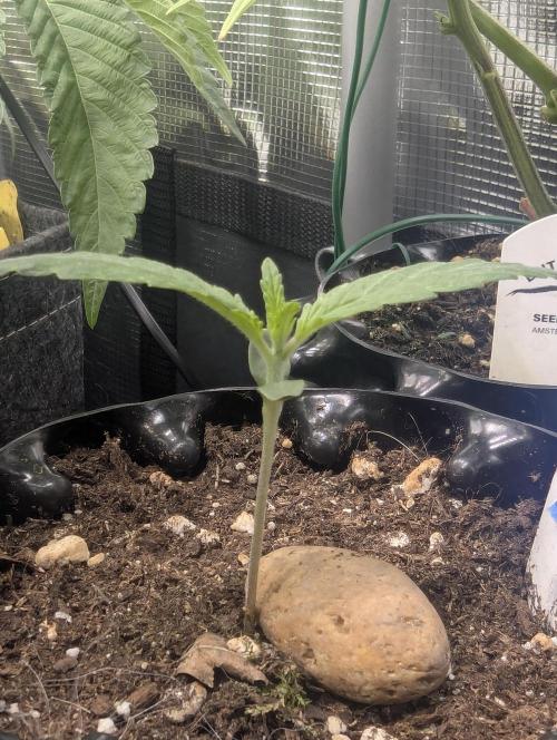 Toad Venum Auto - Growers Choice. Week 1
