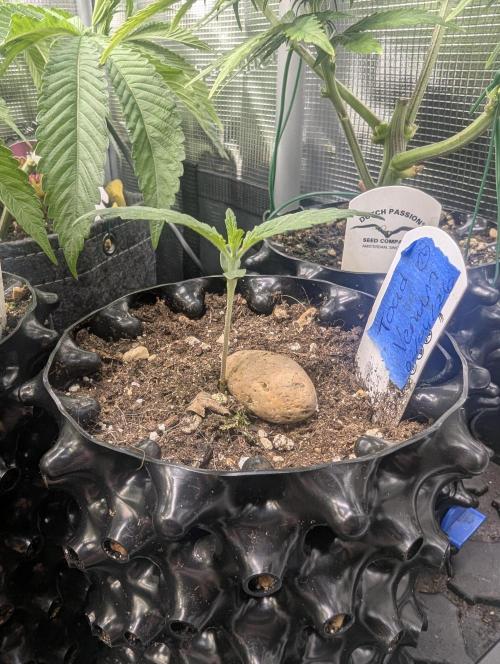 Toad Venum Auto - Growers Choice. Week 1