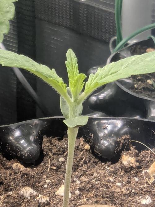 Toad Venum Auto - Growers Choice. Week 1
