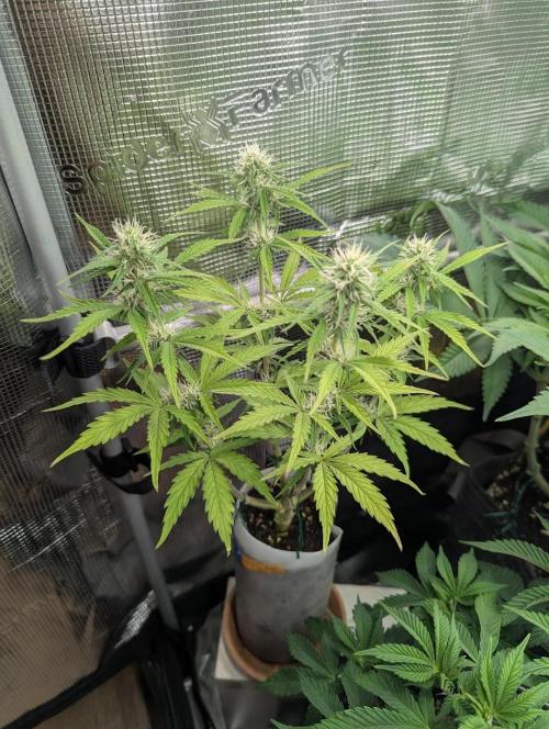 TB SkittleZ Auto - Bulldog Seeds. Week 7