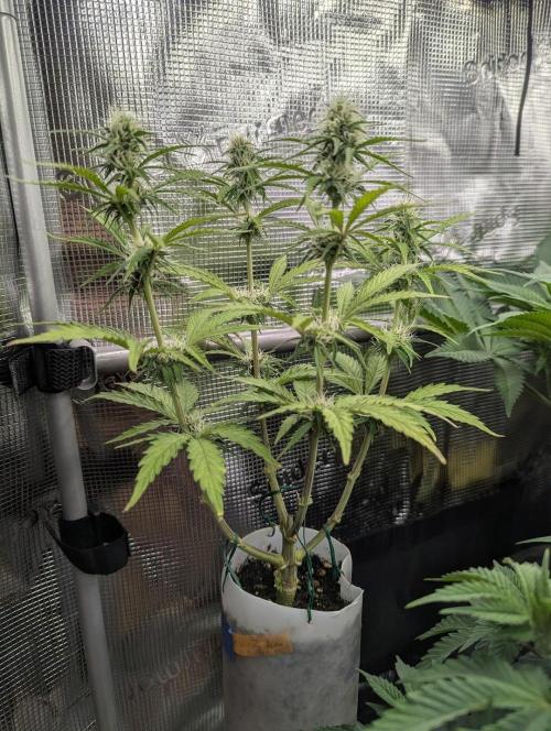 TB SkittleZ Auto - Bulldog Seeds. Week 7
