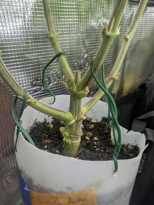 TB SkittleZ Auto - Bulldog Seeds. Week 7