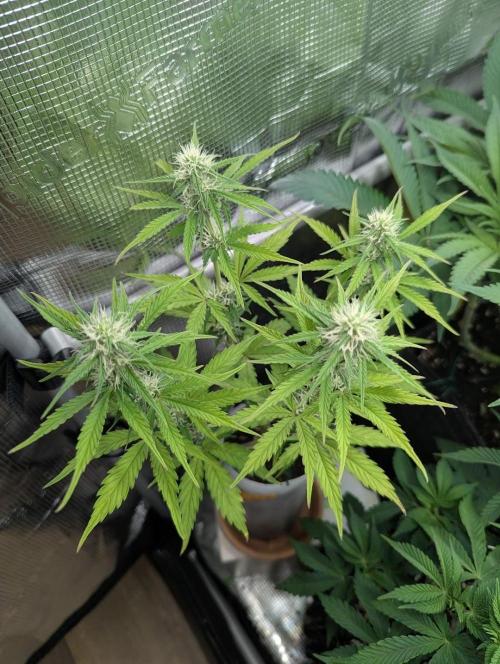 TB SkittleZ Auto - Bulldog Seeds. Week 7