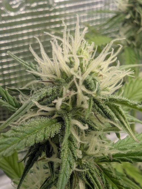TB SkittleZ Auto - Bulldog Seeds. Week 7