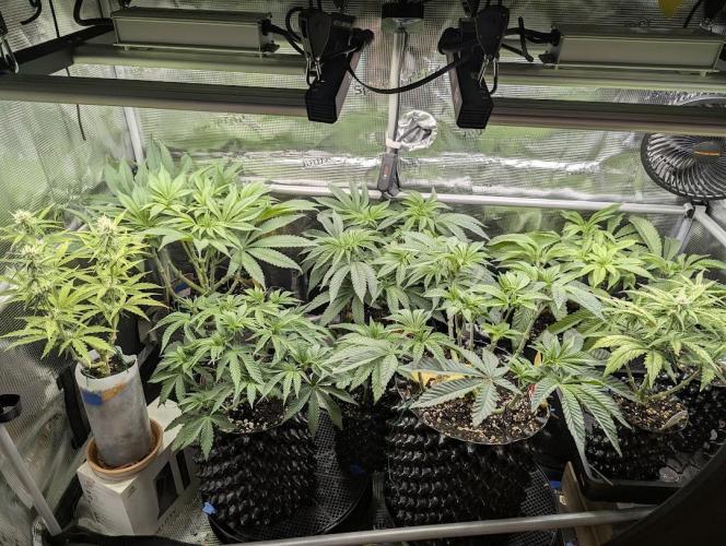 TB SkittleZ Auto - Bulldog Seeds. Week 7