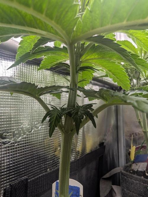 Mental Rainbow FF - Sweet Seeds. Week 4