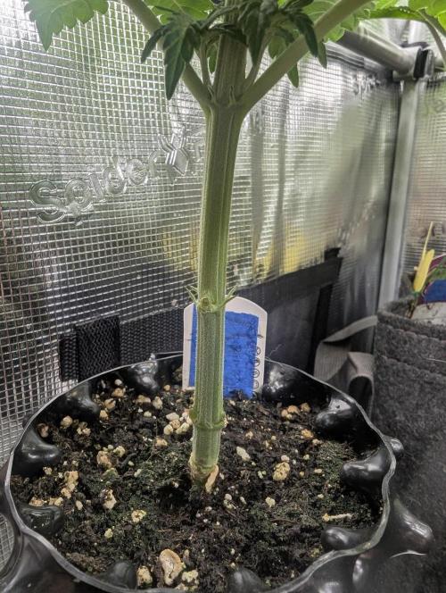 Mental Rainbow FF - Sweet Seeds. Week 4