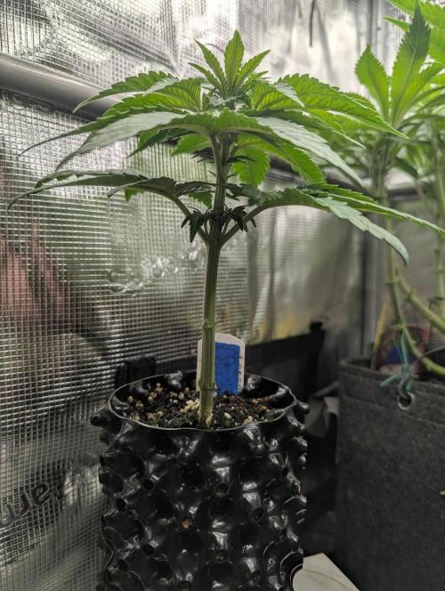 Mental Rainbow FF - Sweet Seeds. Week 4