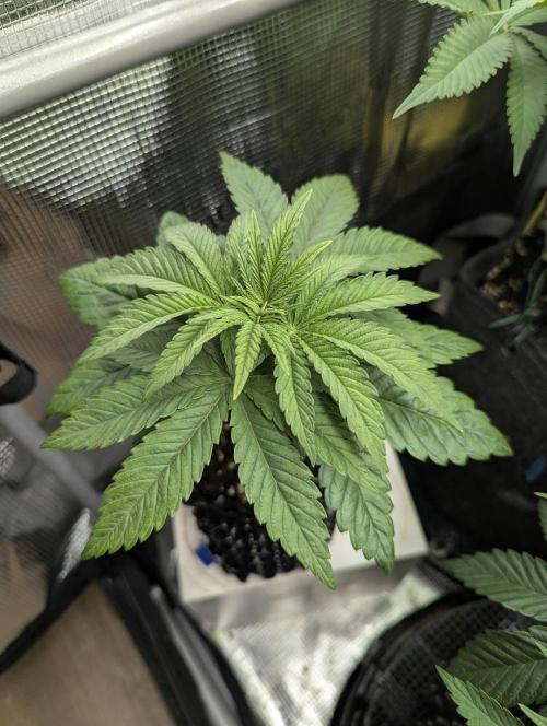 Mental Rainbow FF - Sweet Seeds. Week 4