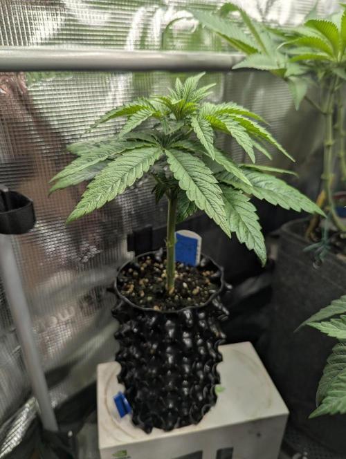 Mental Rainbow FF - Sweet Seeds. Week 4