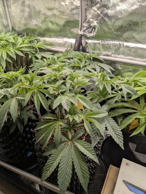 Potion - Wizard Trees. Week 7