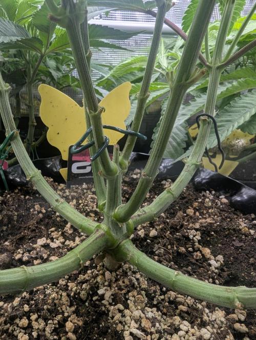 Potion - Wizard Trees. Week 7
