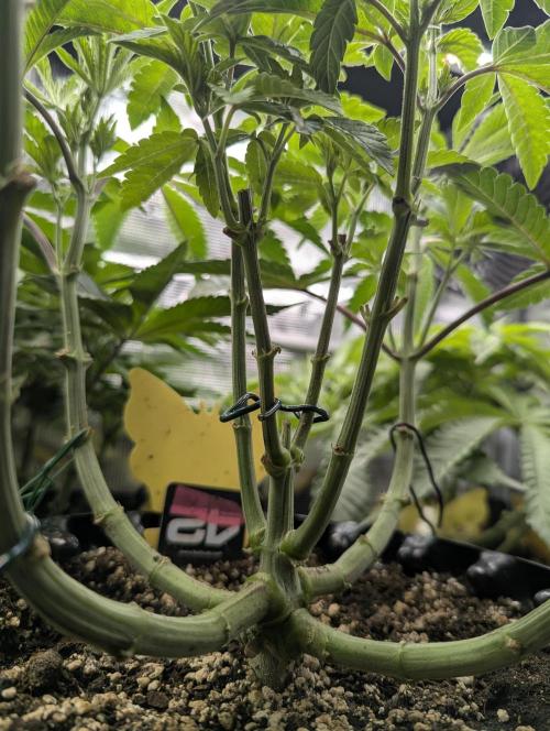 Potion - Wizard Trees. Week 7