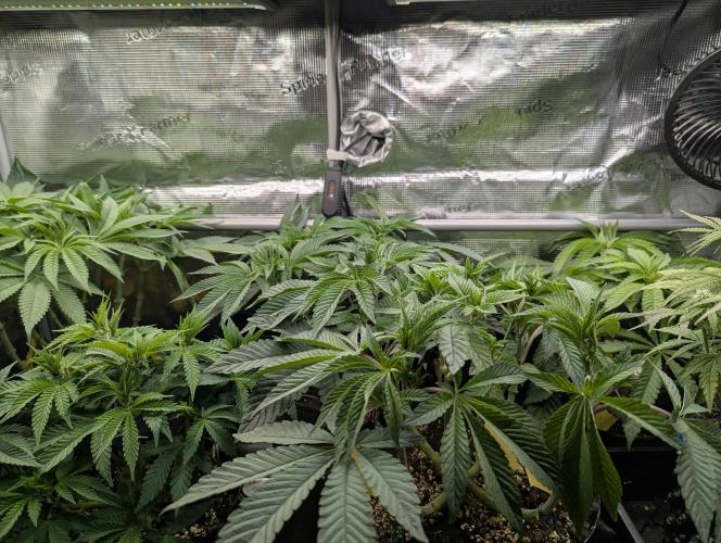 Potion - Wizard Trees. Week 7