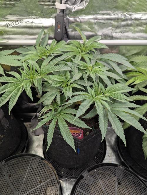 Grand Prixx - Wizard Trees. Week 7