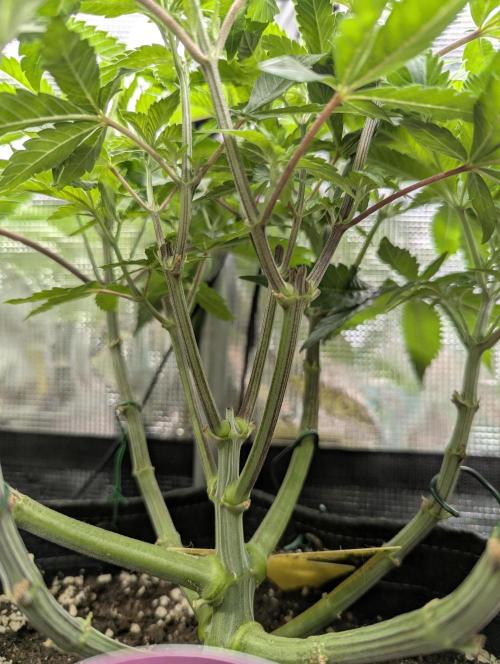 Grand Prixx - Wizard Trees. Week 7