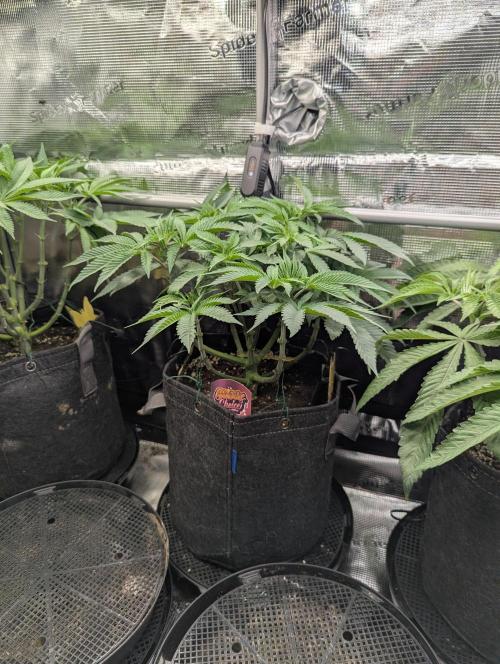Grand Prixx - Wizard Trees. Week 7