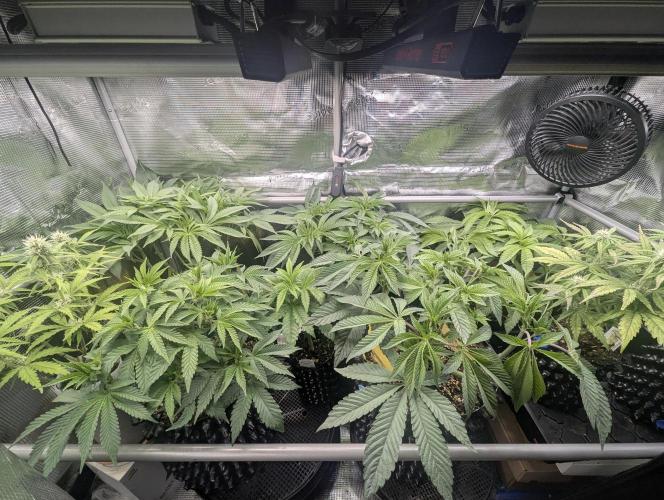 Grand Prixx - Wizard Trees. Week 7