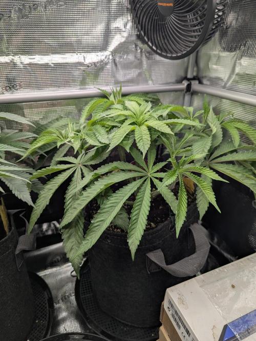 Gary Patron - Nine Weeks Harvest. Week 7