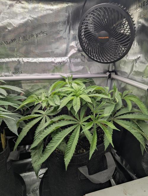 Gary Patron - Nine Weeks Harvest. Week 7