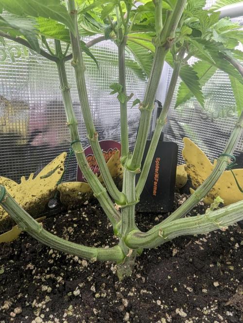 Gary Patron - Nine Weeks Harvest. Week 7