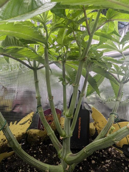 Gary Patron - Nine Weeks Harvest. Week 7
