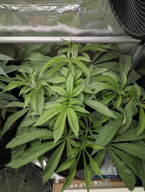 Gary Patron - Nine Weeks Harvest. Week 7