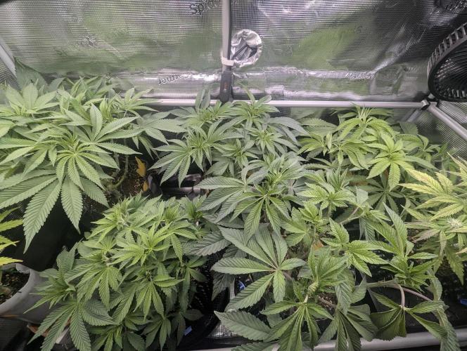 Gary Patron - Nine Weeks Harvest. Week 7