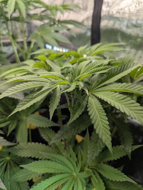 Monaco - Nine Weeks Harvest. Week 7
