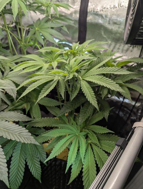 Monaco - Nine Weeks Harvest. Week 7