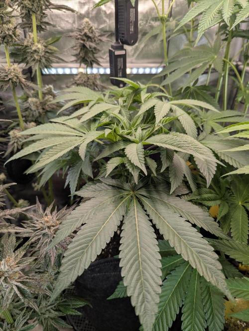 Night Ritual - Wizard Trees. Week 7