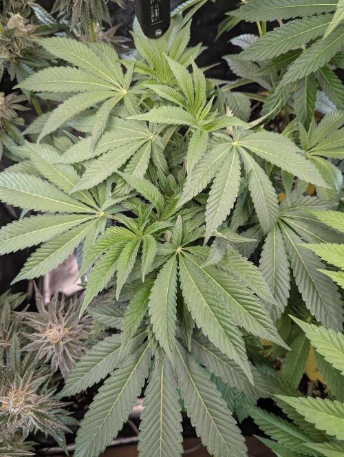 Night Ritual - Wizard Trees. Week 7