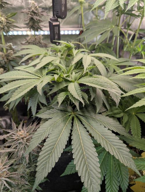 Night Ritual - Wizard Trees. Week 7