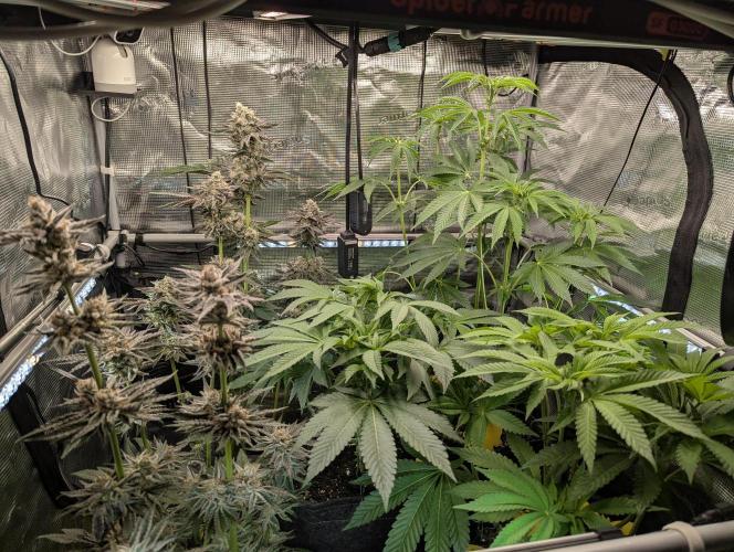 Grow Tent 3x3x6 (90cm x 90cm x 180cm). Week 7