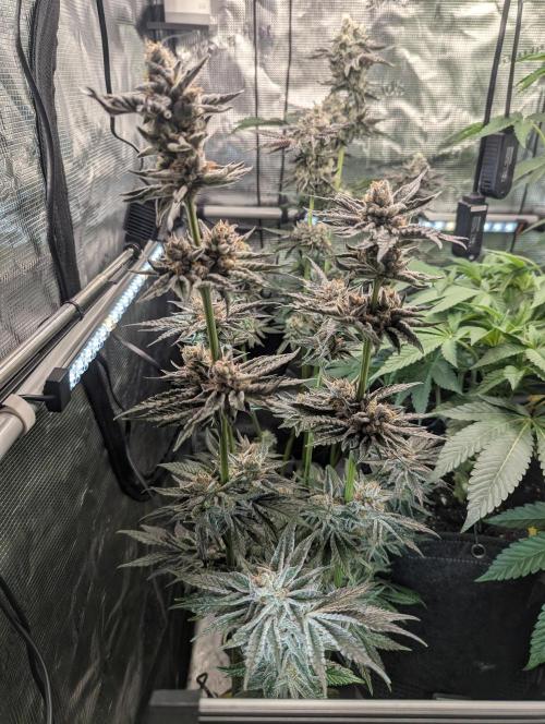 ZodaZa - Umami. Week 12