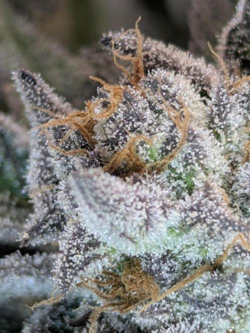 ZodaZa - Umami. Week 12