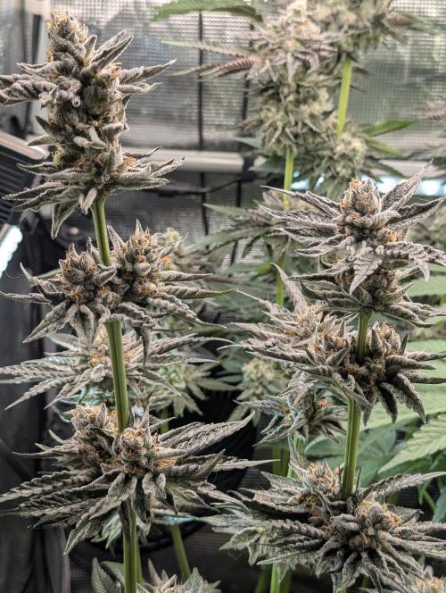 ZodaZa - Umami. Week 12