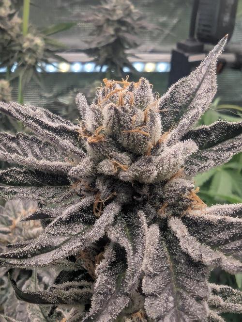 ZodaZa - Umami. Week 12